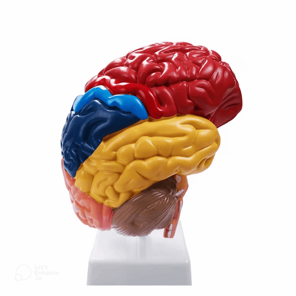 5 in 3D brain silicone mold Resin, plaster, soap,candle mold -087