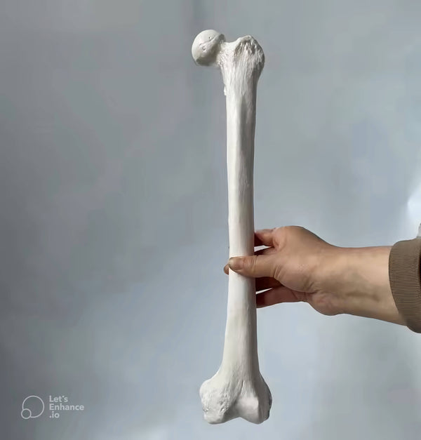 Realistic femur bone replica held upright by hand, created using a silicone mold for Resin, Candle Making, Soap or Plaster Casting