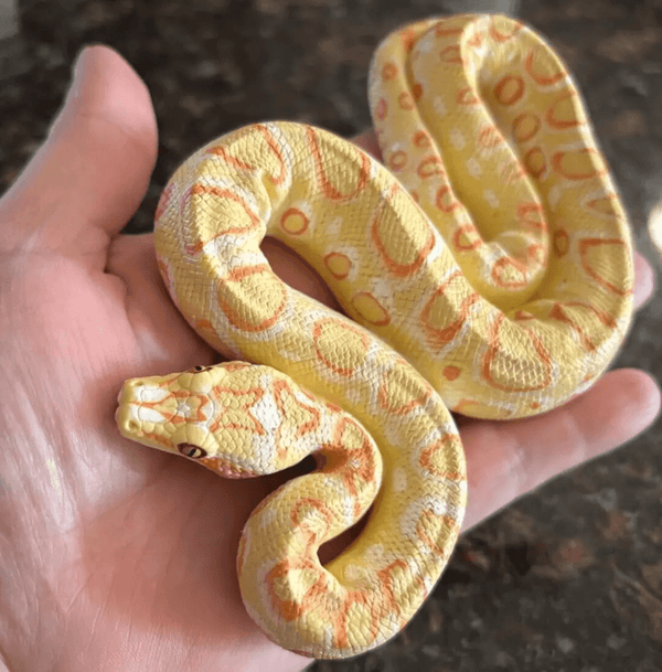 Coiled snake silicone mold for resin, soap, plaster, and concrete crafts, shown with finished figure for reference.

