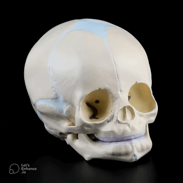 Highly detailed human fetal skull figure with visible sutures and realistic bone structure, created using white silicone mold for resin or candle making