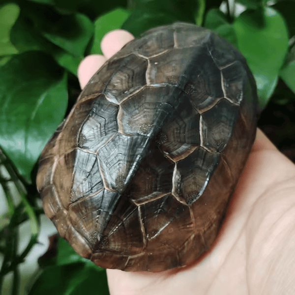 Turtle shell silicone mold for resin, soap, plaster, and candle crafts, shown with finished product for reference.

