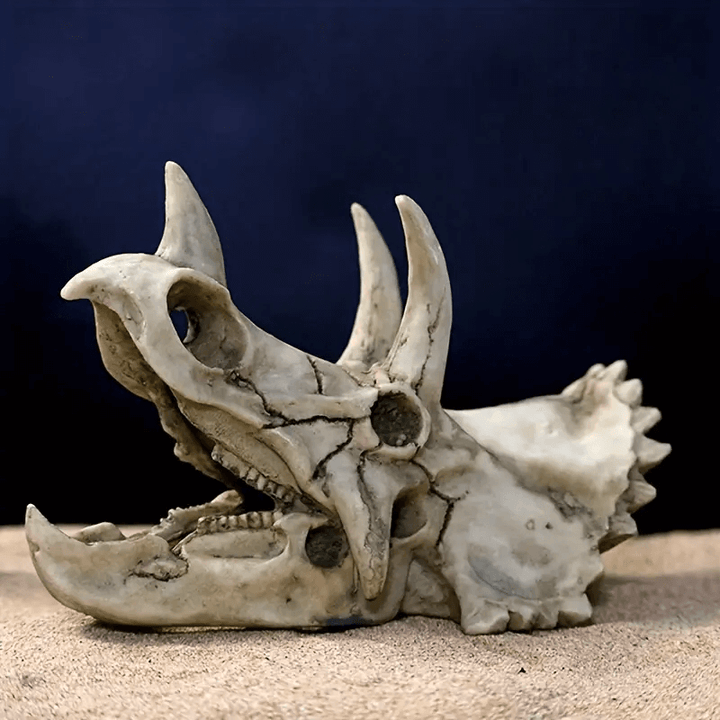 Triceratops skull with long horns and frill, tilted jaw and fossil textures, cast using silicone mold in resin


