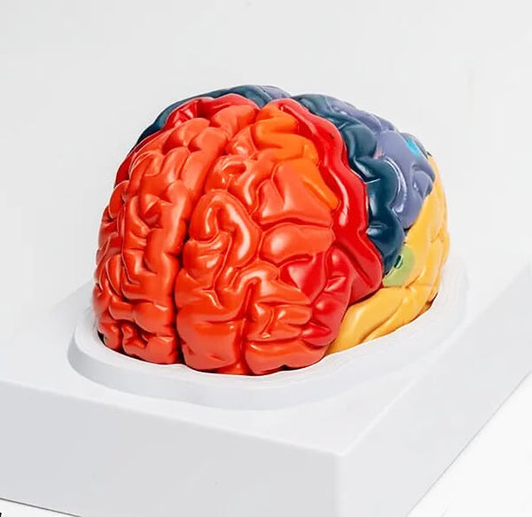  Detailed 2-part anatomical brain mold, ideal for realistic resin, soap, candle, plaster, and chocolate creations, made from high-quality silicone.


