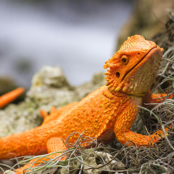 Large Bearded Dragon Resin mold