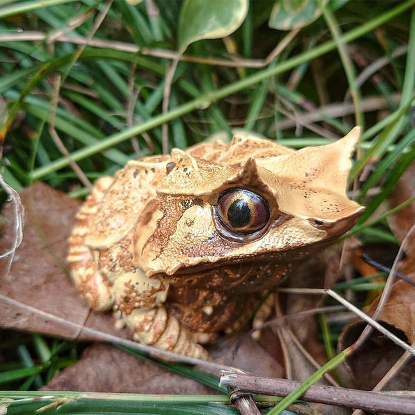 Horned toad with raised brow and rough skin detail, created using white silicone mold for Resin or Candle Making