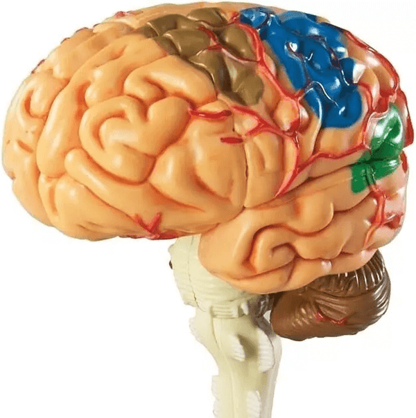 Realistic brain anatomical silicone mold for resin, plaster, soap, and candle arts. Finished product shown for reference.

