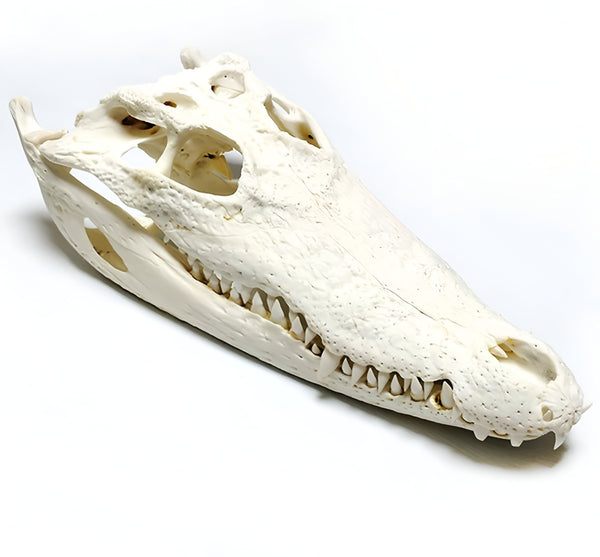 Big size crocodile skull Resin, plaster, soap , concrete , candle silicone mold