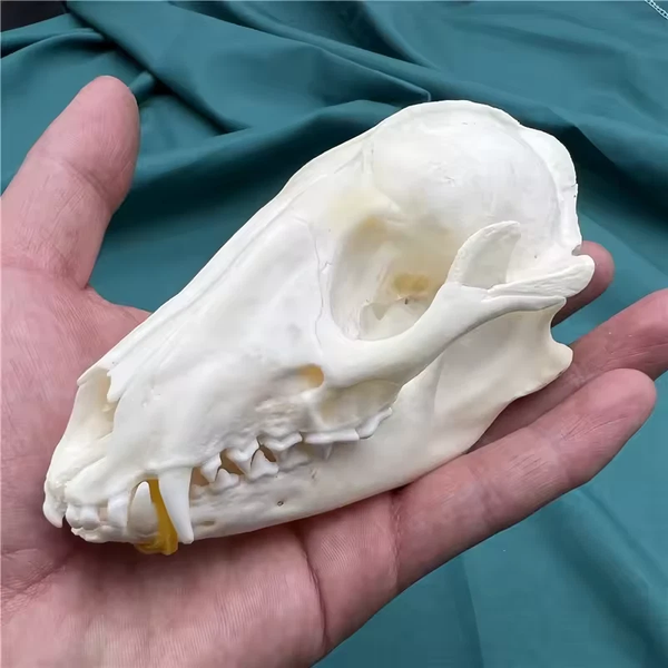 raccoon Skull Resin, plaster, soap mold, concrete , candle silicone mold