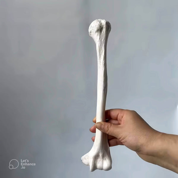 Short femur bone replica held vertically by hand, created using a silicone mold for Resin Casting, Candle Making, Soap Art, or Plaster Work