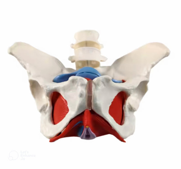  Making female pelvis anatomical sculpture with muscles using silicone mold – ideal for resin casting, plaster art, and candle making