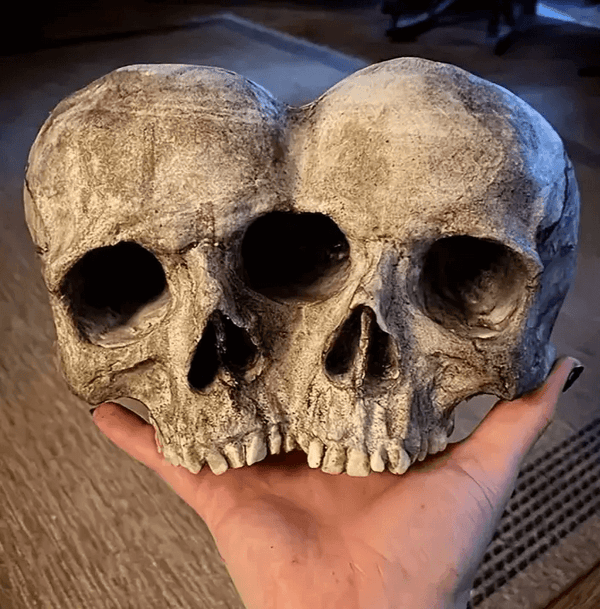 Realistic siamese twin skull silicone mold shown held in hand for scale


